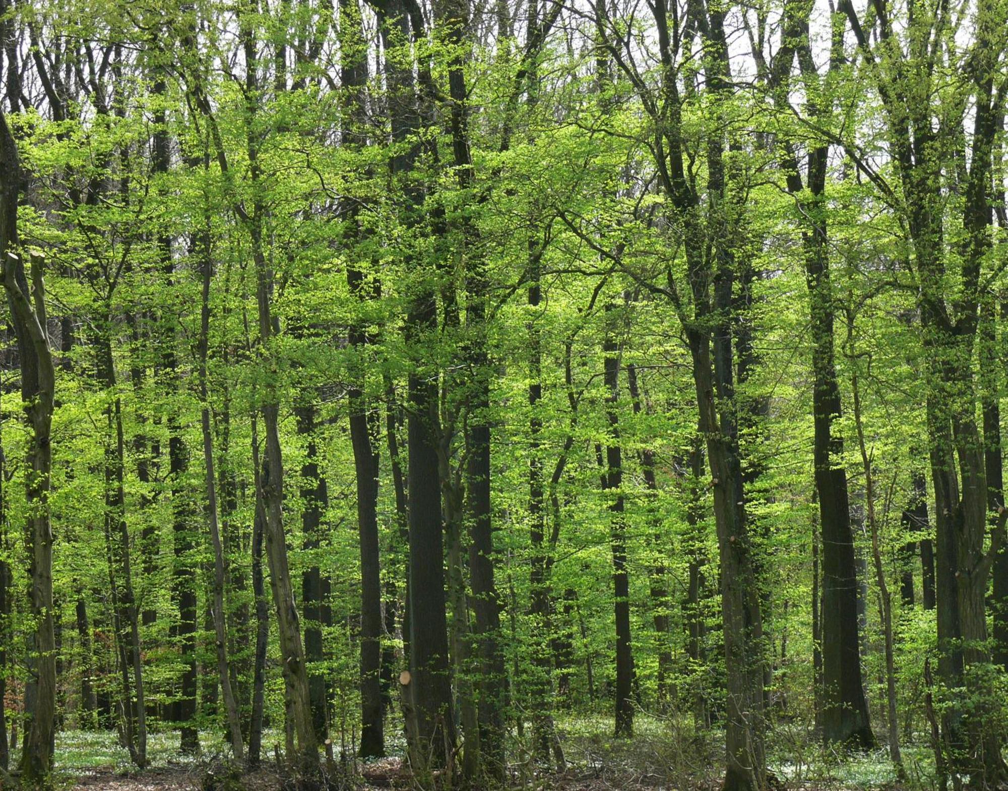 Ferienwohnungen Fischer Strullendorf 外观 照片